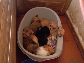 Chihuahua cani Vendo chihuahua a pelo lungo 2 maschi - Annuncio 36