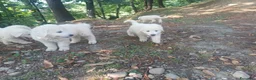 Pastore Abbruzzese Maremmano cani in vendita: Vendesi cuccioli Pastore Maremmano Abruzzese - Annuncio 7