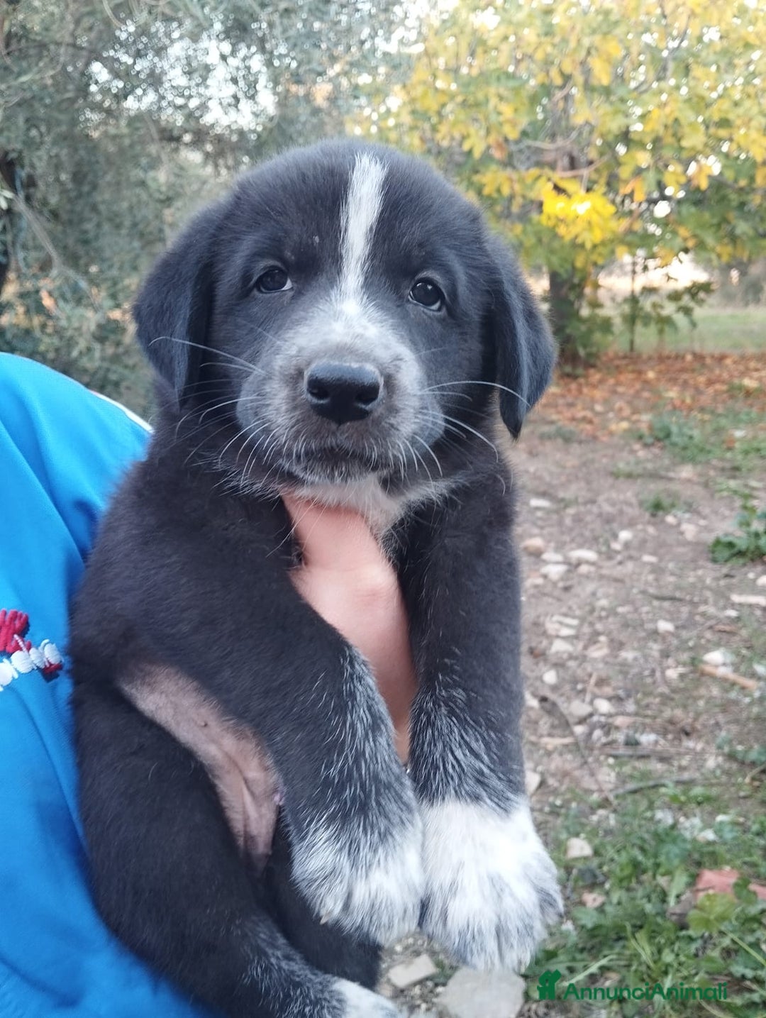 Altre razze cani in regalo: Cuccioli futura taglia media cercano adozioni  - Annuncio 8