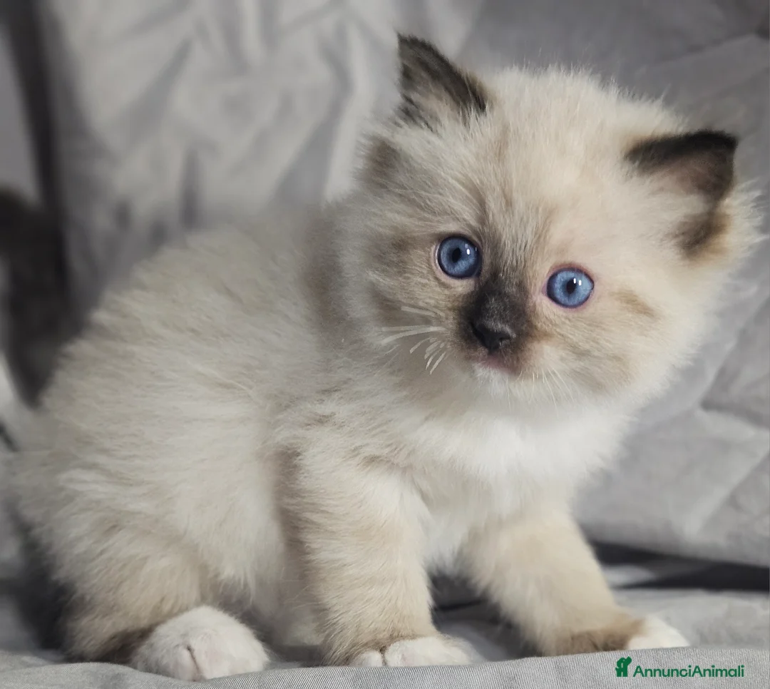 Ragdoll gatti in vendita: Stupenda cucciolata Ragdoll - Annuncio 4