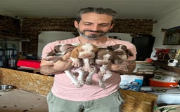 Bracco cani in vendita: cuccioli di bracco italiano a Provincia di Biella - Immagine 13
