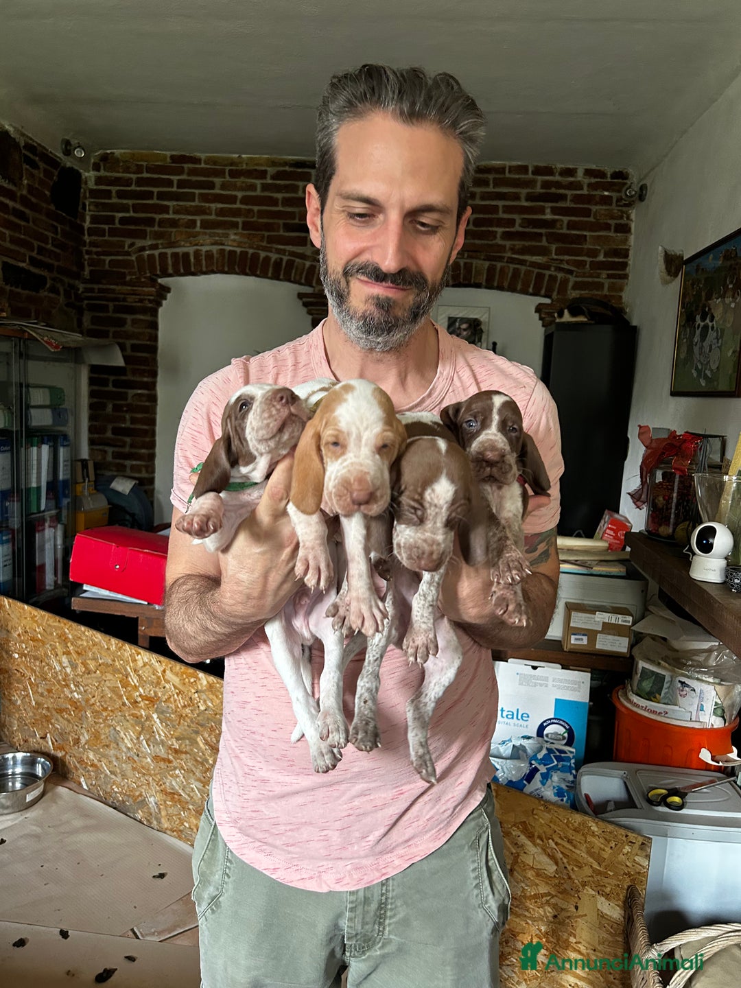 Bracco cani in vendita: cuccioli di bracco italiano a Provincia di Biella - Immagine 13