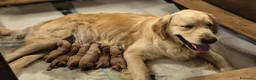 Golden Retriever cani in vendita: Allevamento sleepingbeauty golden - Annuncio 1