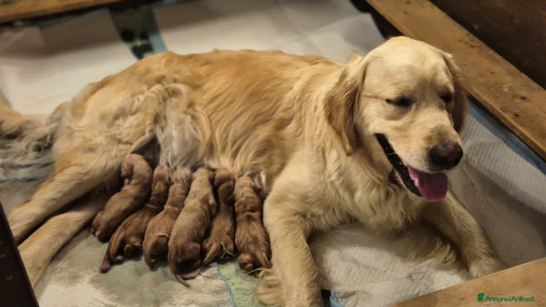 Golden Retriever cani in vendita: Allevamento sleepingbeauty golden - Annuncio 1