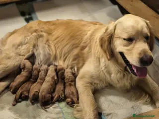 Golden Retriever cani Allevamento sleepingbeauty golden - Annuncio 35