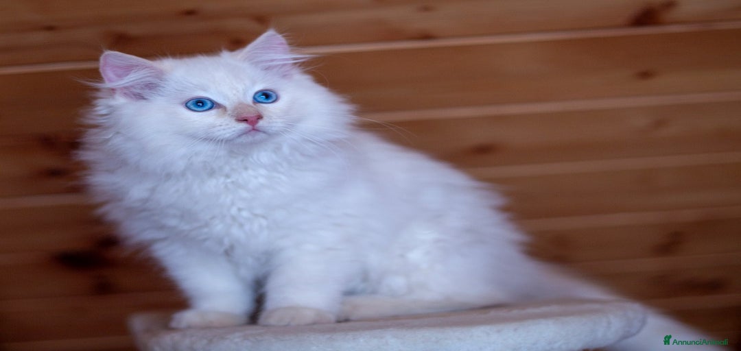 Immagine della galleria {{count}}