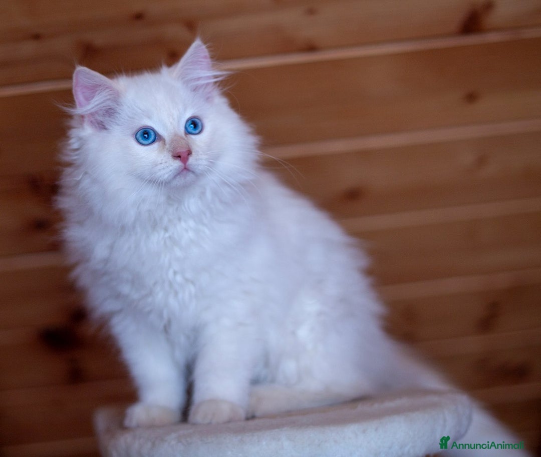 Immagine della galleria {{count}}