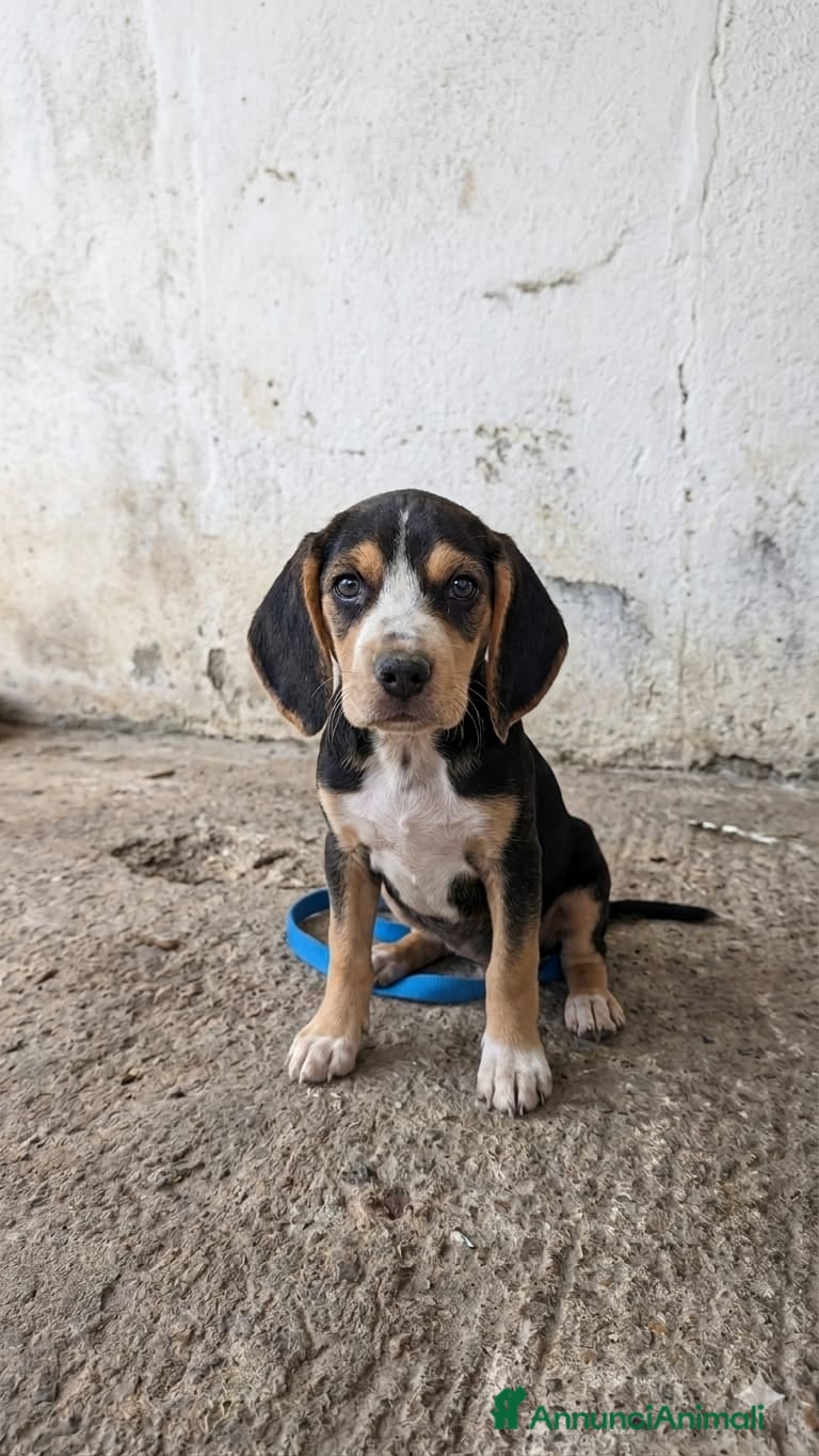 Segugio cani Princy e Dafne - Annuncio 1