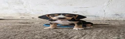 Segugio cani in regalo: Princy e Dafne - Annuncio 1