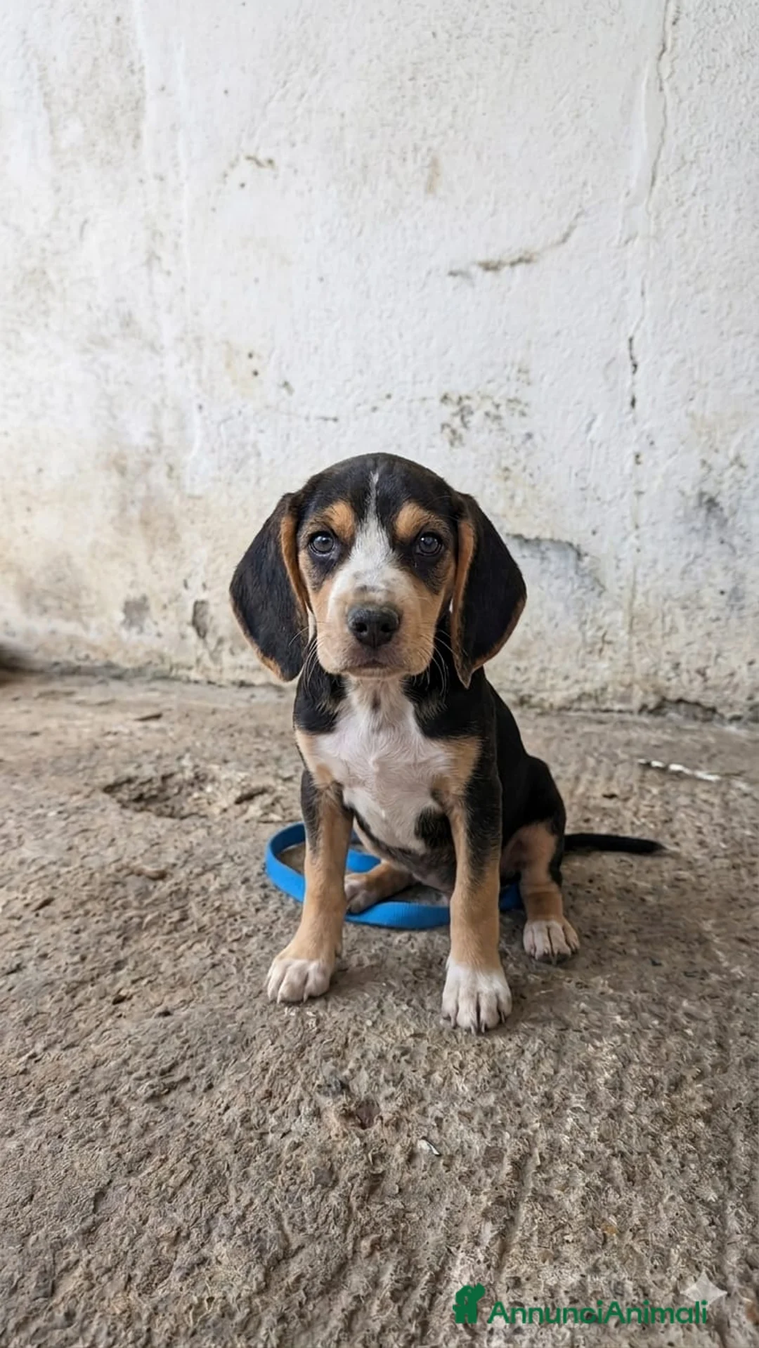 Segugio cani in regalo: Princy e Dafne - Annuncio 1