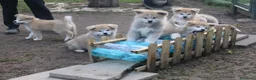 Akita Inu cani in vendita: AKITA CUCCIOLI - Allevamneto ENCI - Annuncio 7