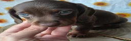 Bassotto cani in vendita: Bassotto maschio - Annuncio 6