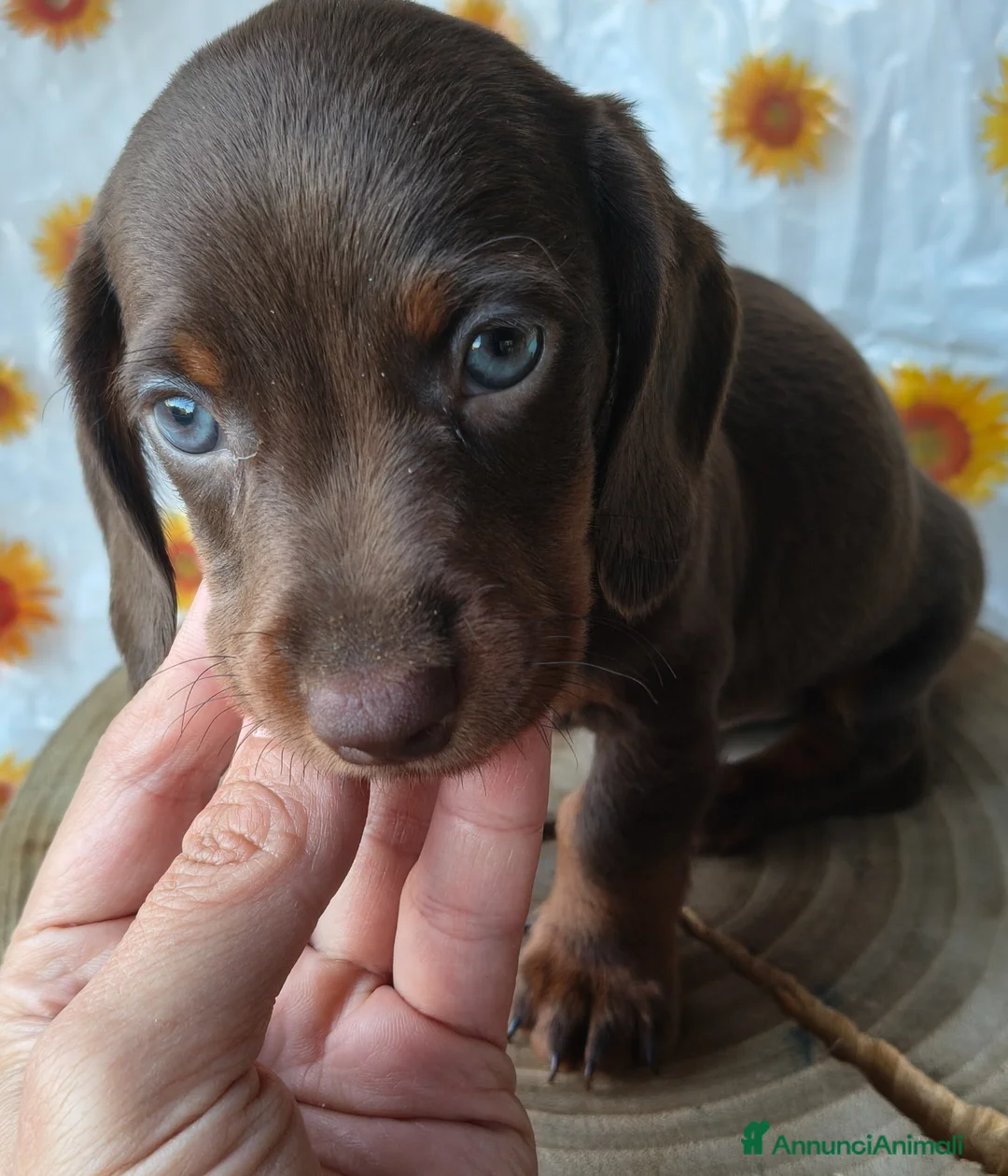 Bassotto cani in vendita: Bassotto maschio - Annuncio 6