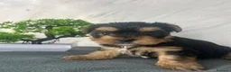 Yorkshire cani in vendita: Adorabili cuccioli di Yorkshire Terrier a Provincia di Verona - Annuncio 8