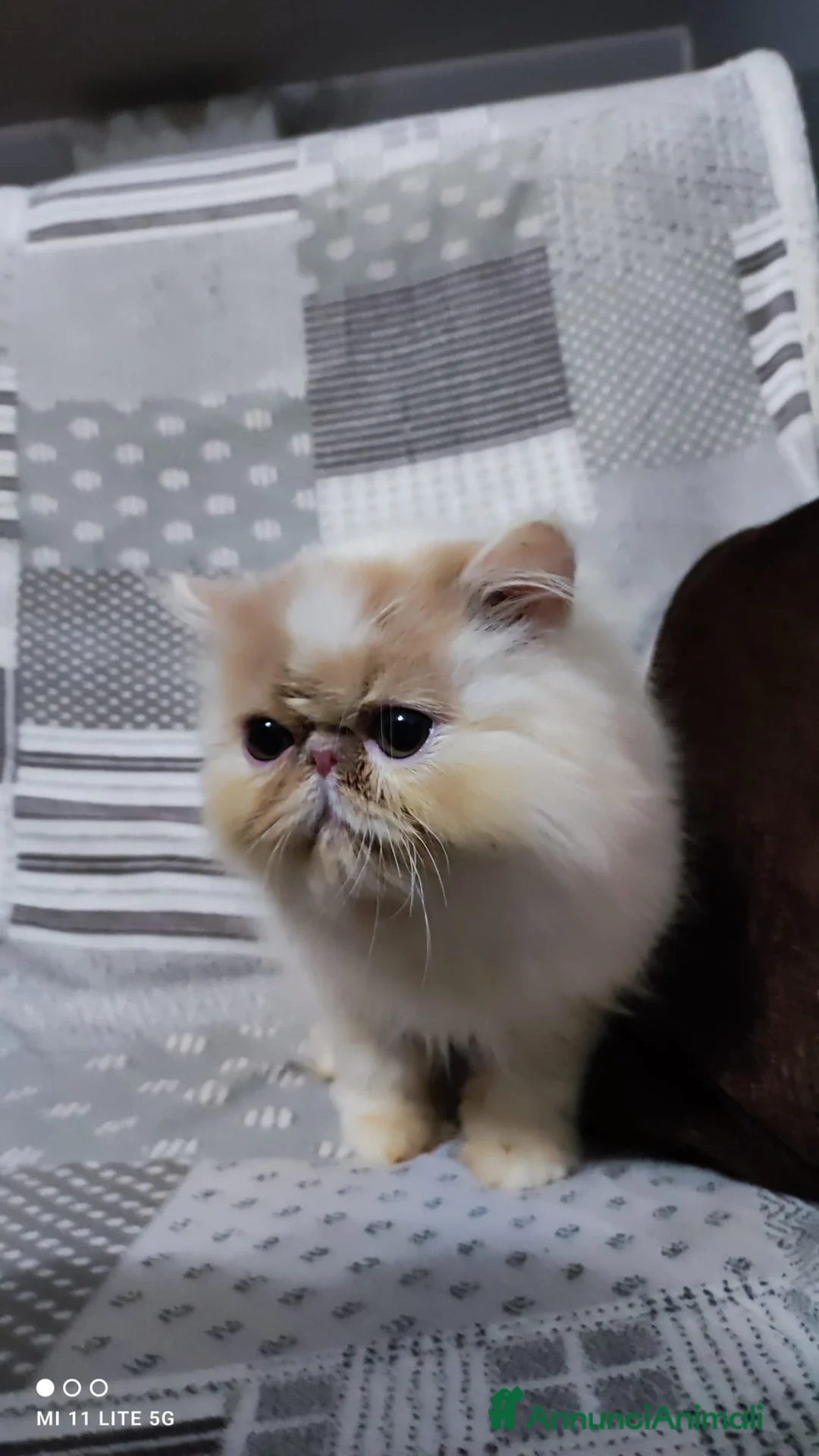 Persiano gatti in vendita: Persiano  a Città metropolitana di Milano - Annuncio 2