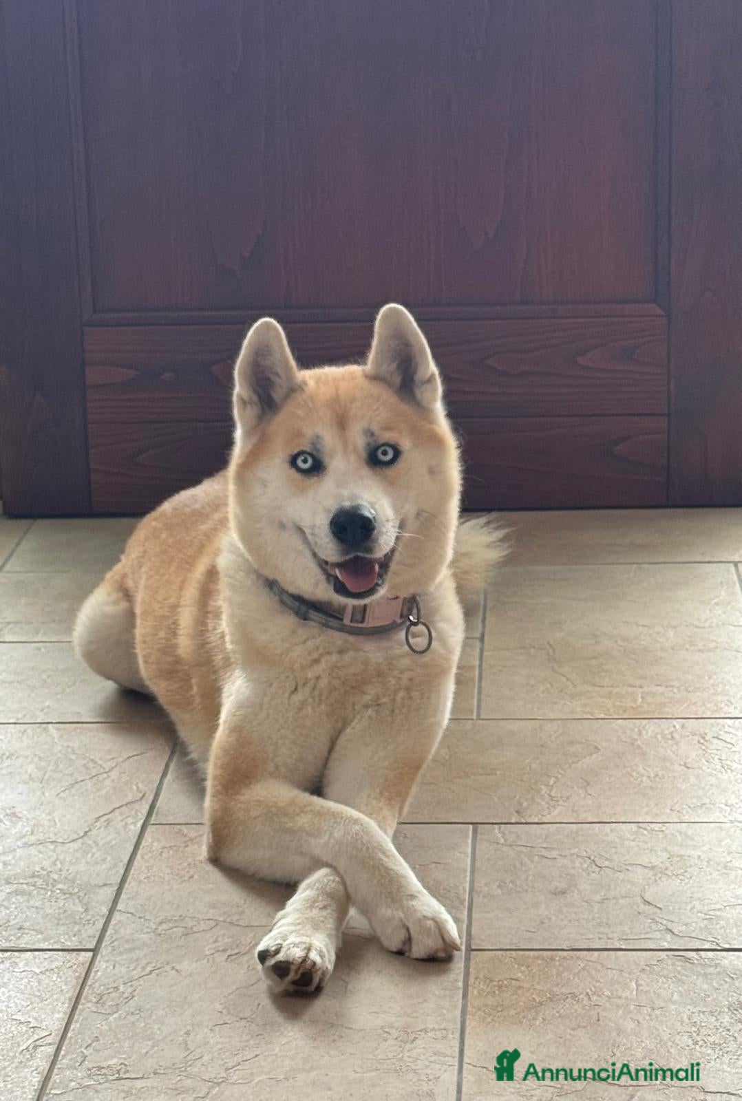 Meticcio cani in vendita: Cuccioli di Huskita - Annuncio 3