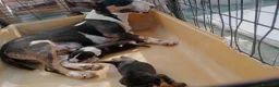 Bull Terrier Mini cani in vendita: Bull Terrier Miniature  a Provincia di Lucca - Annuncio 1