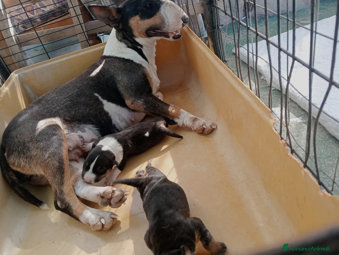 Bull Terrier Mini cani in vendita: Bull Terrier Miniature  a Provincia di Lucca - Annuncio 1