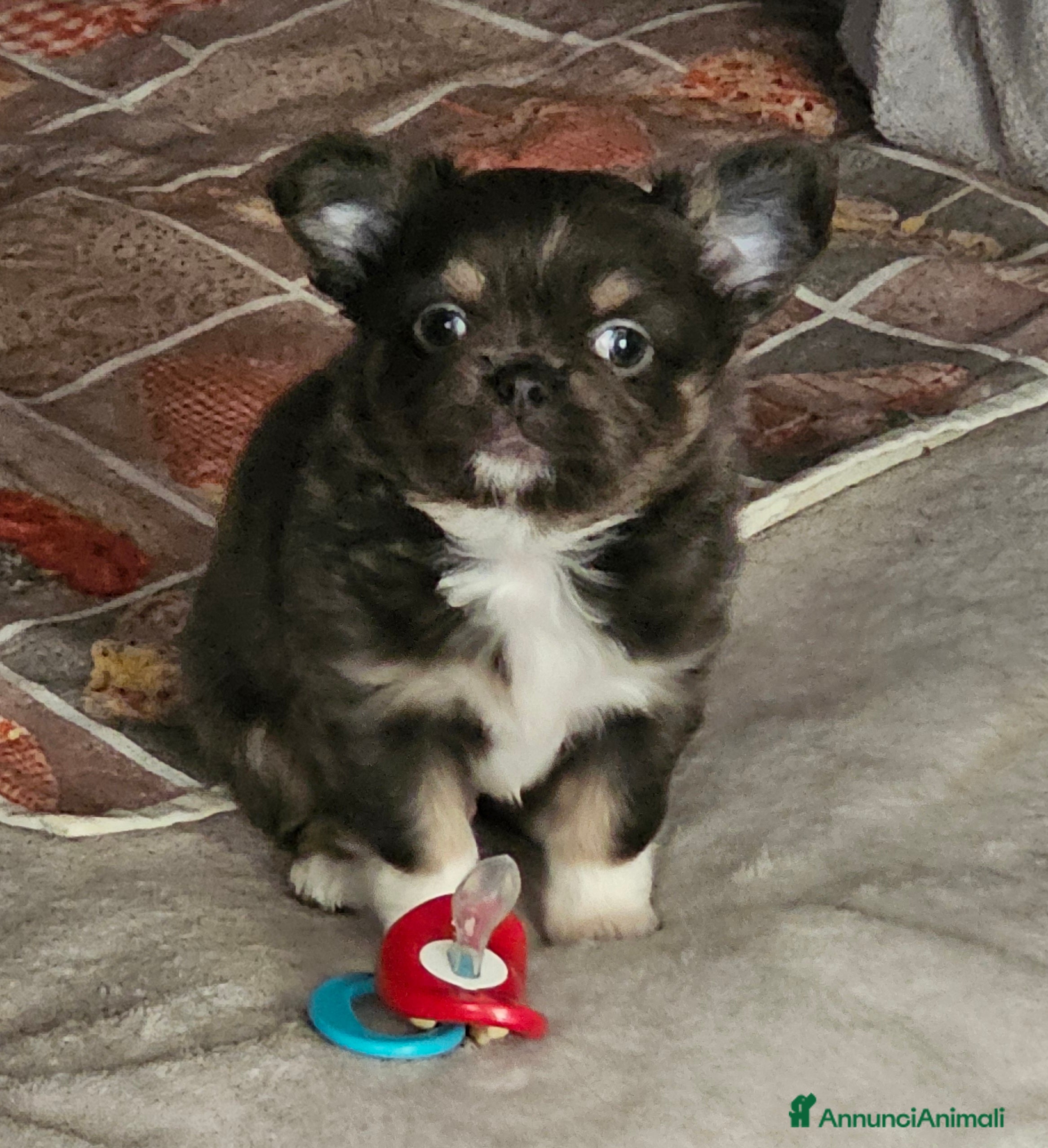 Chihuahua cani Chihuahua pelo lungo  - Annuncio 2