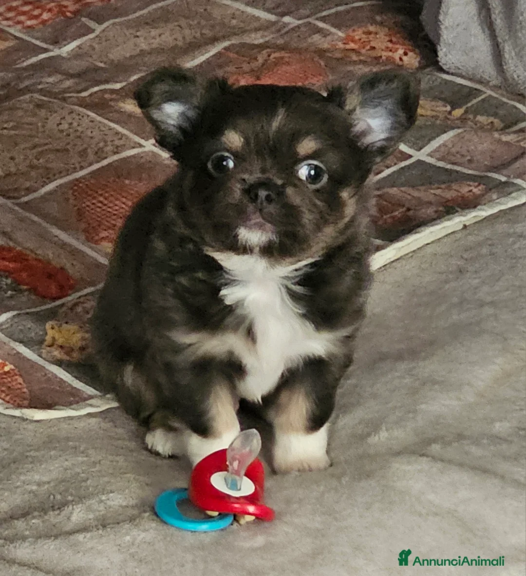 Chihuahua cani in vendita: Chihuahua pelo lungo  - Annuncio 2