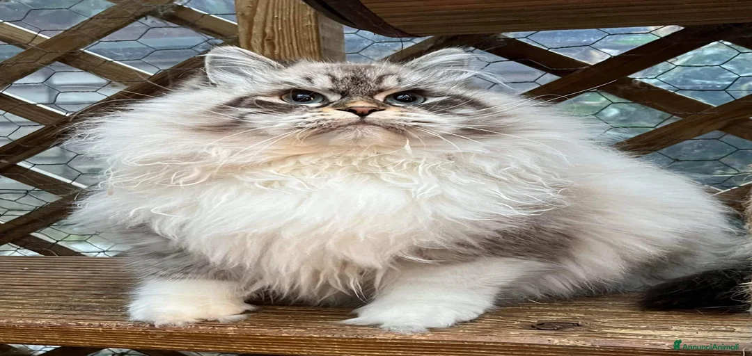 Immagine della galleria {{count}}