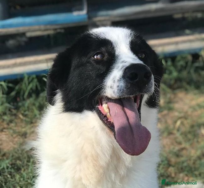 Meticcio cani BUFFALO, CHE TIPO SIMPATICO a Provincia di Latina - Annuncio 34