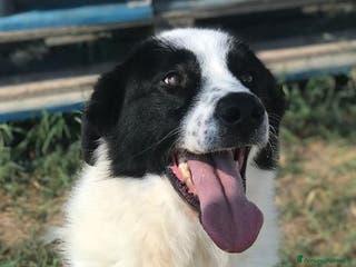 Meticcio cani BUFFALO, CHE TIPO SIMPATICO a Provincia di Latina - Annuncio 41