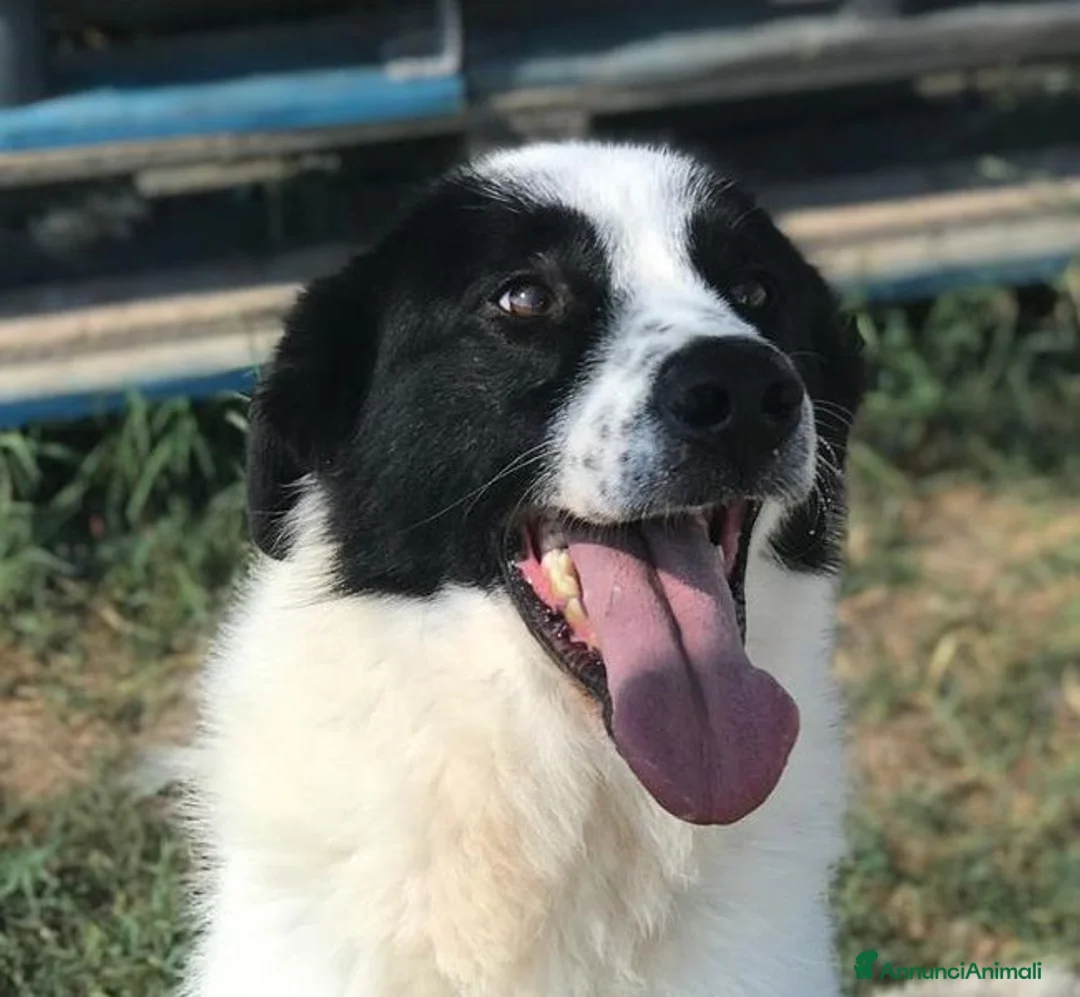 Meticcio cani in regalo: BUFFALO, CHE TIPO SIMPATICO a Provincia di Latina - Annuncio 1