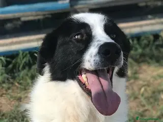 Meticcio cani BUFFALO, CHE TIPO SIMPATICO - Annuncio 11