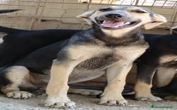 Meticcio cani in regalo: CHINOTTO aspetta una famiglia a Provincia di Padova - Immagine 2