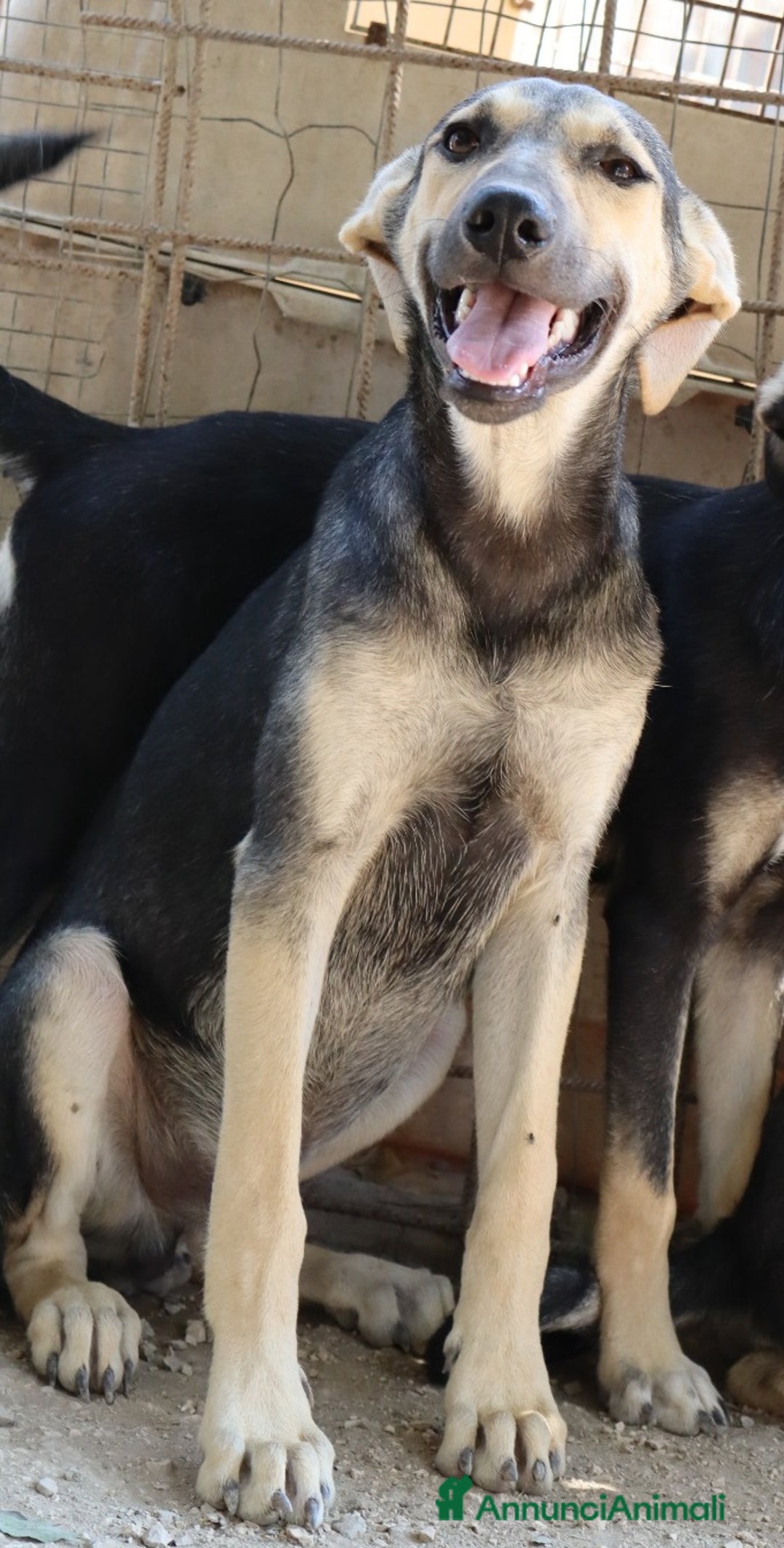 Meticcio cani in regalo: CHINOTTO aspetta una famiglia a Provincia di Padova - Immagine 2