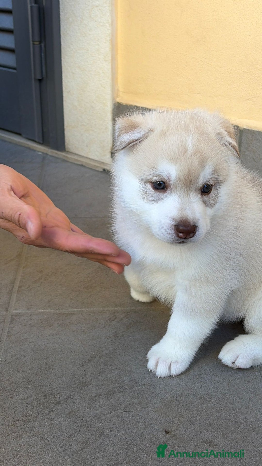 Husky cani in vendita: cuccioli Siberian Husky con pedigree enci - Annuncio 5