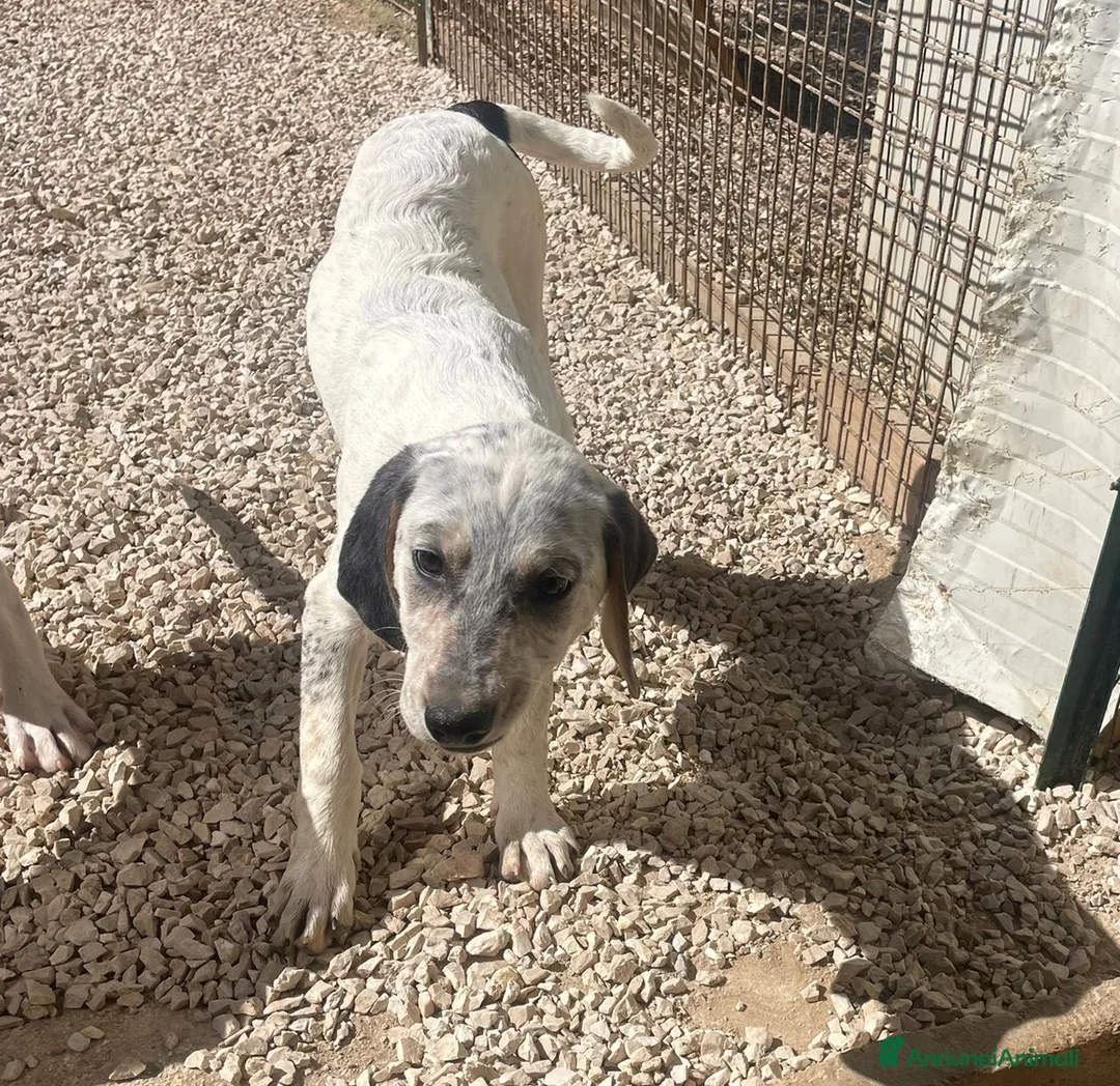Meticcio cani in regalo: DUE SPLENDIDE CAGNOLINE a Città metropolitana di Milano - Annuncio 2