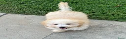 Barboncino Toy cani in vendita: Barboncini toy e nani (possibile consegna) - Annuncio 3