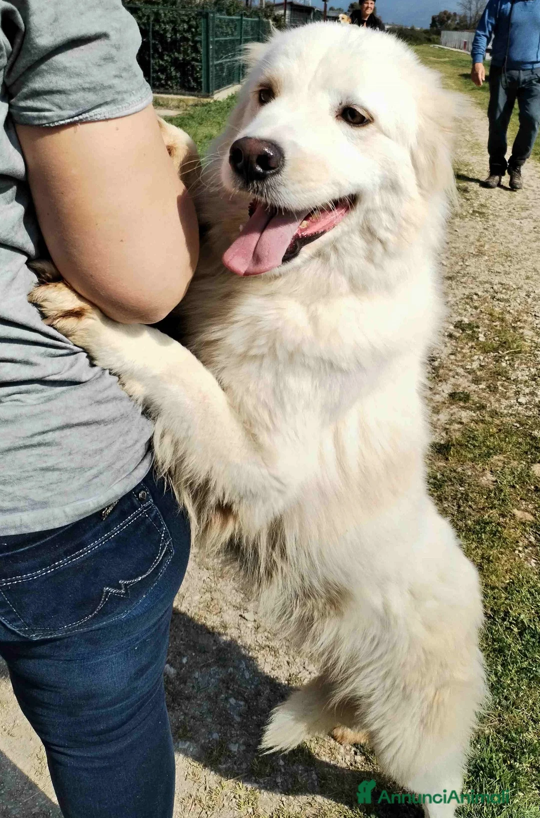 Meticcio cani in regalo: Scirocco maremmano dagli occhi pieni d amore a Provincia di Latina - Annuncio 2