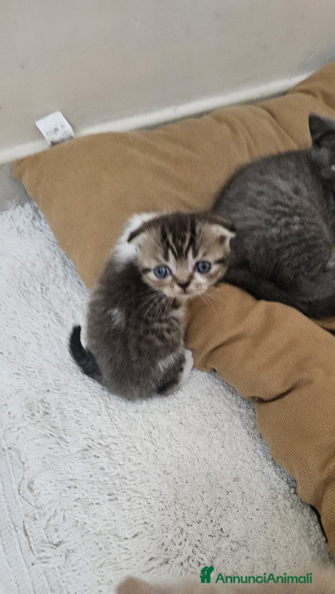 British gatti in vendita: Schottich Fold e Scottich Straight  - Annuncio 3