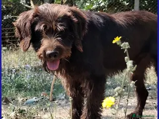 Meticcio cani SPELACCHIO merita una vita serena - Annuncio 19