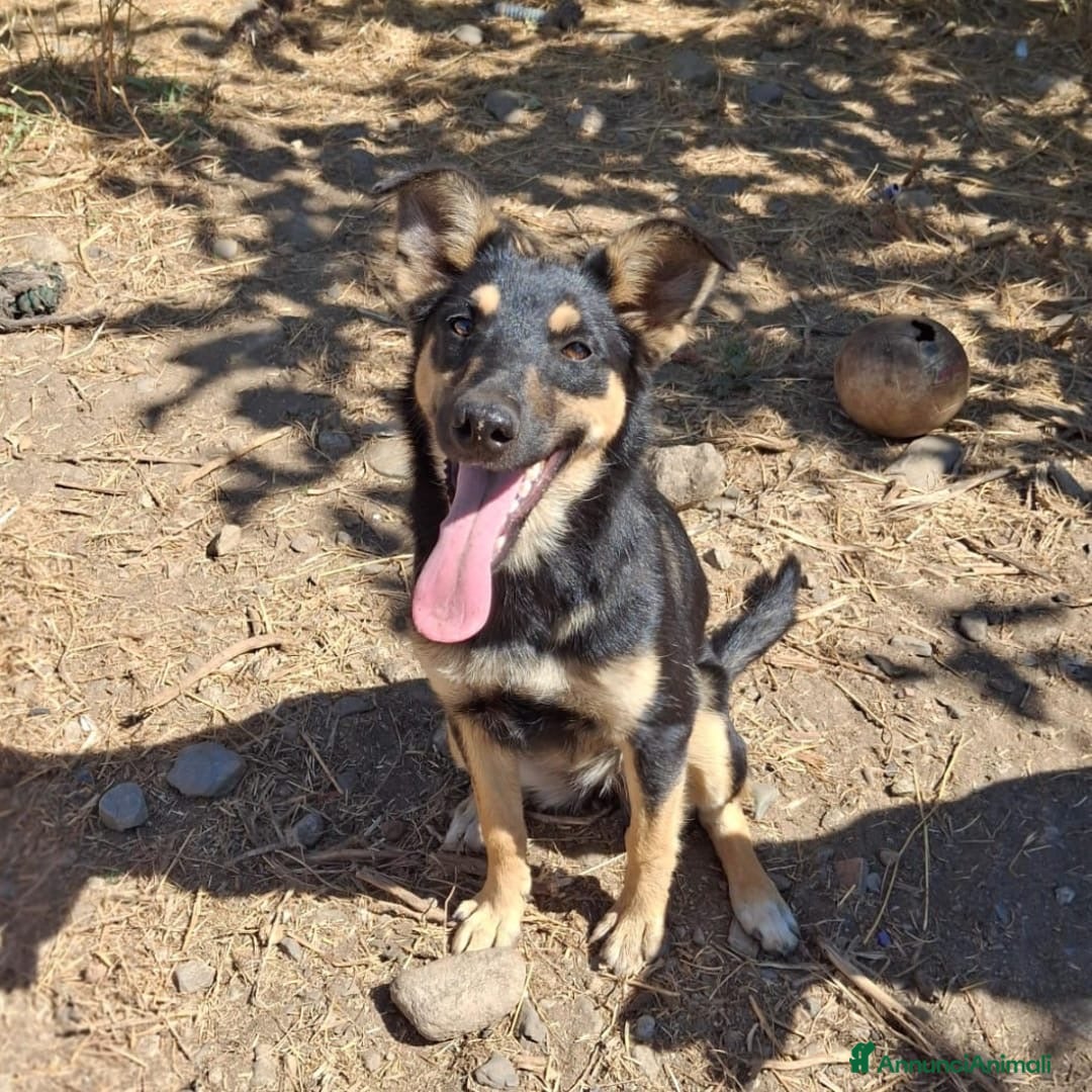 Meticcio cani in regalo: ADA 🩷 - cucciola amante dell’acqua 😆 cerca 🏠  - Annuncio 4