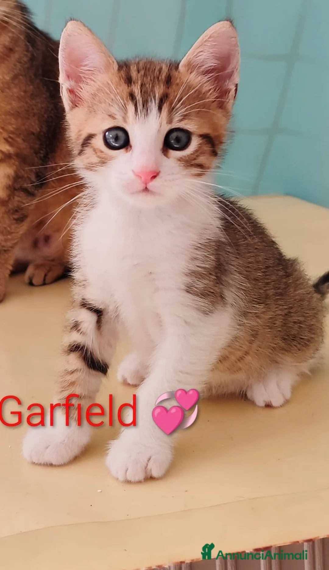 Europeo gatti in regalo: Garfield meraviglioso micino occhi azzurri a Città metropolitana di Milano - Annuncio 1