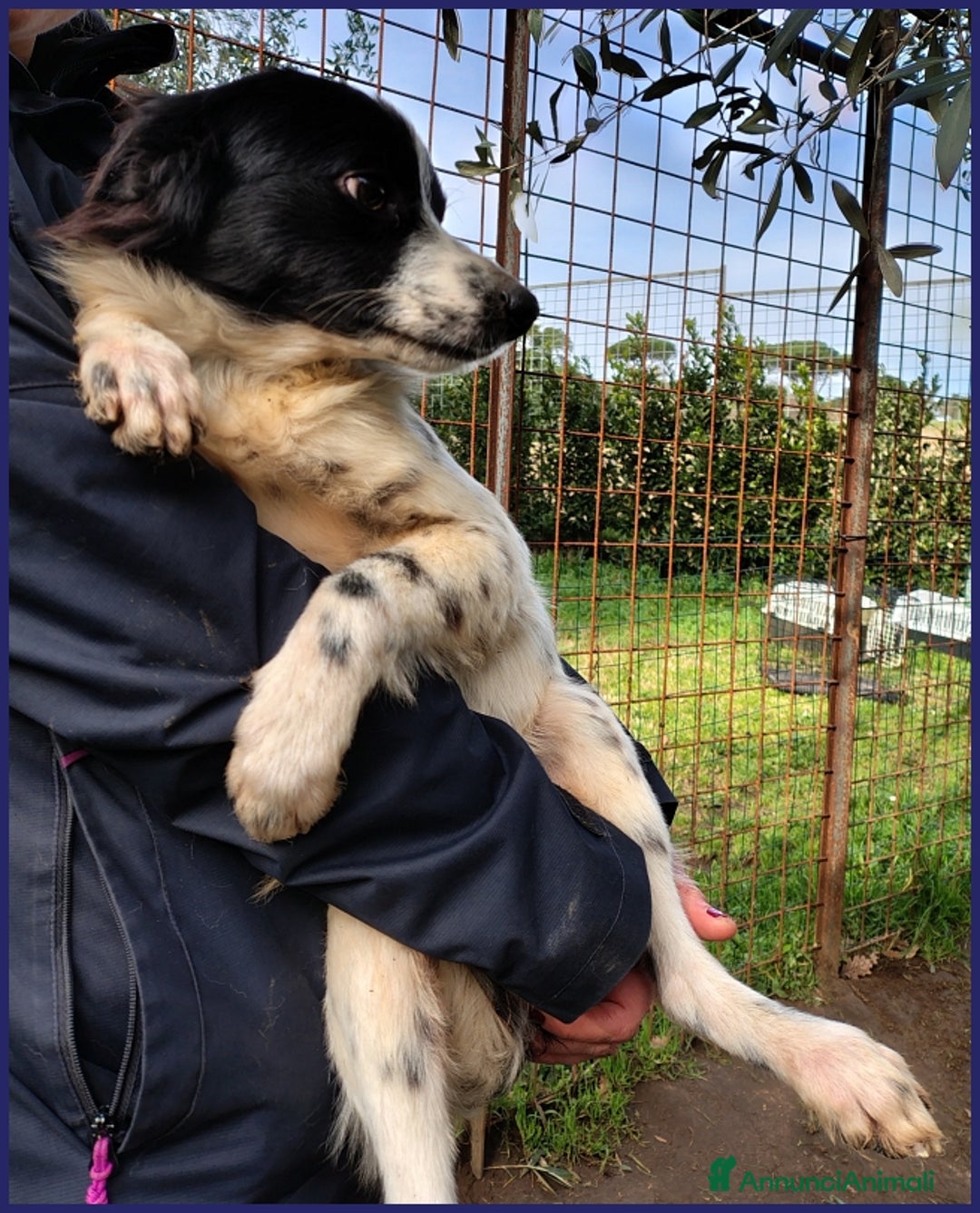 Meticcio cani in regalo: CURACAO, CUCCIOLONE 9 MESI, TIMIDO MA CERCA AMORE a Città metropolitana di Milano - Annuncio 3