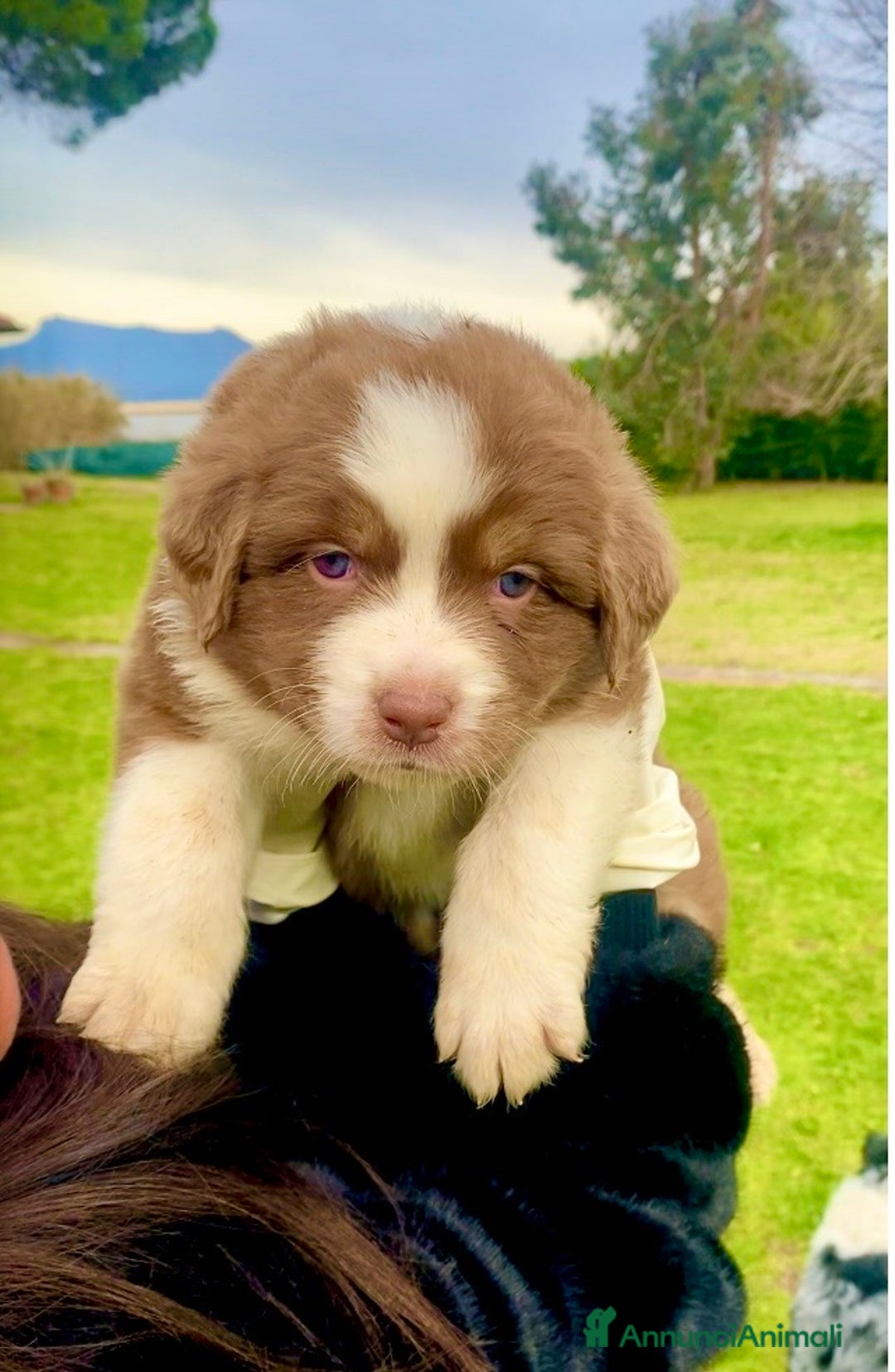 Australian Shepherd cani in vendita: Australian Shepherd pastore australiano cuccioli - Annuncio 5