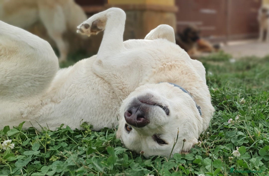 Meticcio cani in regalo: Baldo,un cuore grande per lui ci sara mai? a Pomezia - Annuncio 1