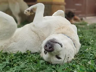 Meticcio cani Baldo,un cuore grande per lui ci sara mai? a Pomezia - Annuncio 41