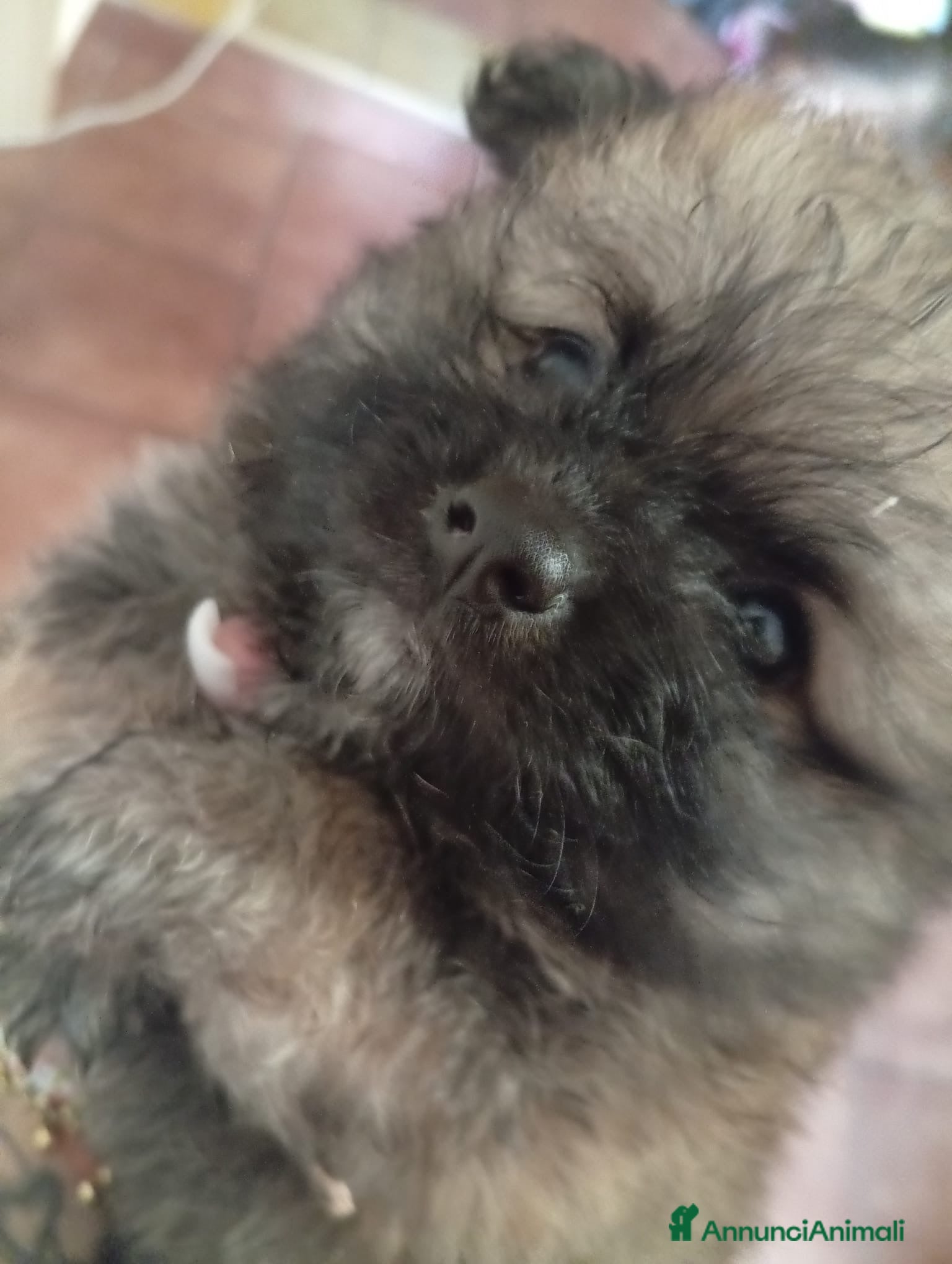 Volpino Pomerania cani Cucciolo di Pomerania  - Annuncio 30