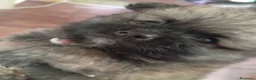 Volpino Pomerania cani in vendita: Cucciolo di Pomerania  - Annuncio 1