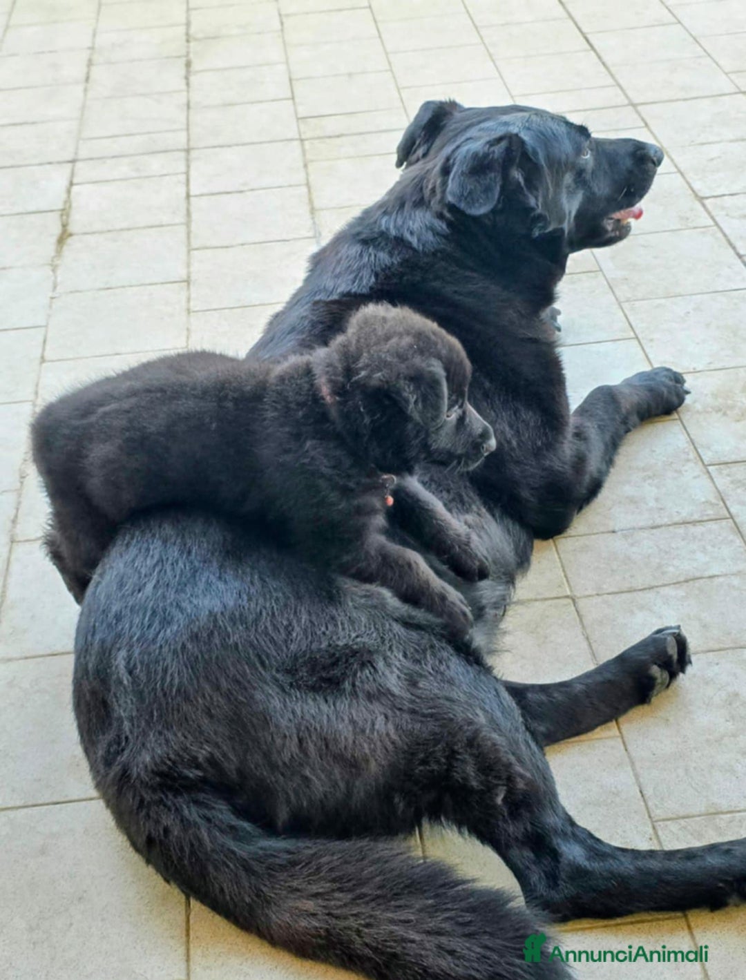 Pastore Tedesco cani in vendita: Disponibili cuccioli di pastore tedesco nero a Provincia di Matera - Immagine 5