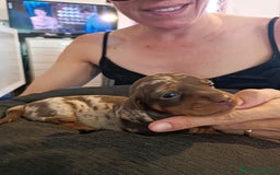 Bassotto cani in vendita: Cuccioli di bassotto kaninken e nano Enci  a Città metropolitana di Roma Capitale - Immagine 6