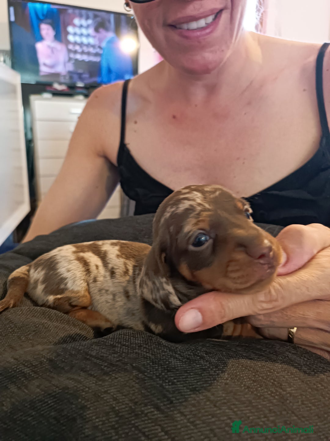 Bassotto cani in vendita: Cuccioli di bassotto kaninken e nano Enci  a Città metropolitana di Roma Capitale - Immagine 6