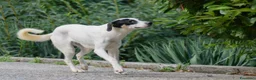 Meticcio cani in regalo: jasmine - Annuncio 1