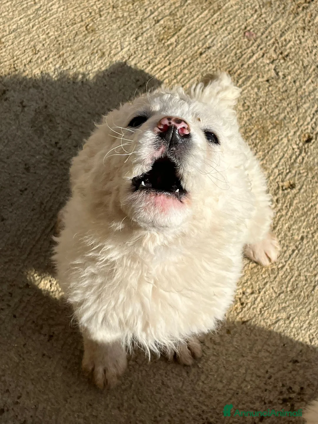Altre razze cani in regalo: CARLO BART FIORE NEVE - Annuncio 5
